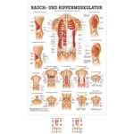 Poster Bauch- u. Rippenmuskulatur, LxB 70x50 cm