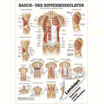 Poster Bauch- u. Rippenmuskulatur, LxB 70x50 cm