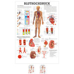 Poster Bluthochdruck, LxB 70x50 cm