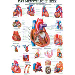 Poster Das Herz, LxB 70x50 cm