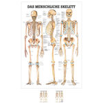 Poster Das menschliche Skelett, LxB 70x50 cm