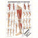 Poster Die Beinmuskulatur, LxB 70x50 cm