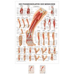 Poster Die Fu�muskulatur, LxB 70x50 cm