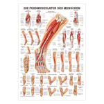 Poster Die Fumuskulatur, LxB 70x50 cm