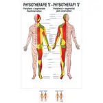 Muskelsystem Mini-Poster Anatomie 34x24 cm medizinische Lehrmittel