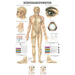 Poster K�rperakupunktur, LxB 70x50 cm