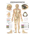 Poster Krperakupunktur, LxB 70x50 cm