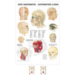 Poster Kopf-Akupunktur, LxB 70x50 cm