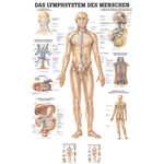 Poster Lymphsystem, LxB 70x50 cm