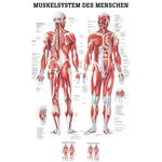 Poster Menschliches Muskelsystem, LxB 70x50 cm