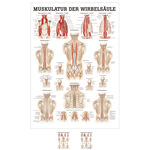 Poster Muskulatur der Wirbelsäule, LxB 70x50 cm