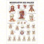 Poster Muskulatur des Halses, LxB 70x50 cm