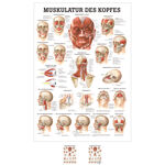 Poster Muskulatur des Kopfes, LxB 70x50 cm