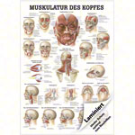 Poster Muskulatur des Kopfes, LxB 70x50 cm