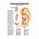 Poster Ohrakupunktur, LxB 70x50 cm