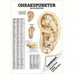 Poster Ohrakupunktur, LxB 70x50 cm