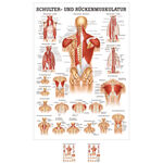 Poster Schulter- u. Rückenmuskulatur, LxB 70x50 cm