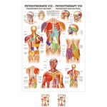 Poster Triggerpunkte Kopf u. Rumpf, LxB 70x50 cm