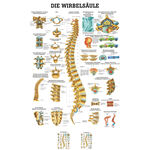 Poster Wirbelsäule, LxB 70x50 cm