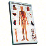 Anatomische Puzzle