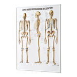 Relieftafel Das menschliche Skelett, LxB 74x54 cm