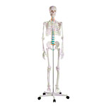 Skelett Standard inkl. Stativ, 180 cm