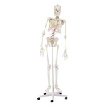 Skelett inkl. Stativ, 176 cm, flexibel