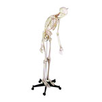 Skelett inkl. Stativ, 180 cm, flexibel