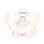 Weibliches Becken mit Kreuzbein und zwei Lendenwirbeln