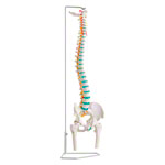 Wirbels�ule inkl. Stativ, 85 cm