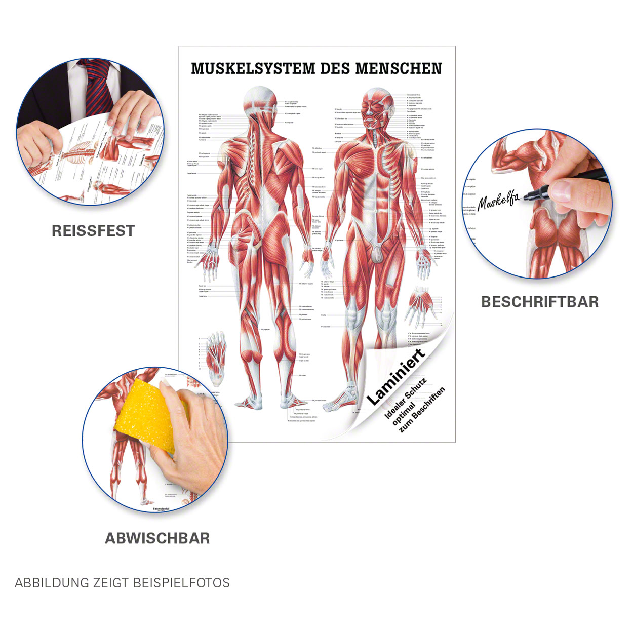 Poster Anatomia Muscolare Umana 50x67 Cm - Tavola Didattica A Colori Per Studio E Medicina - Foto 8