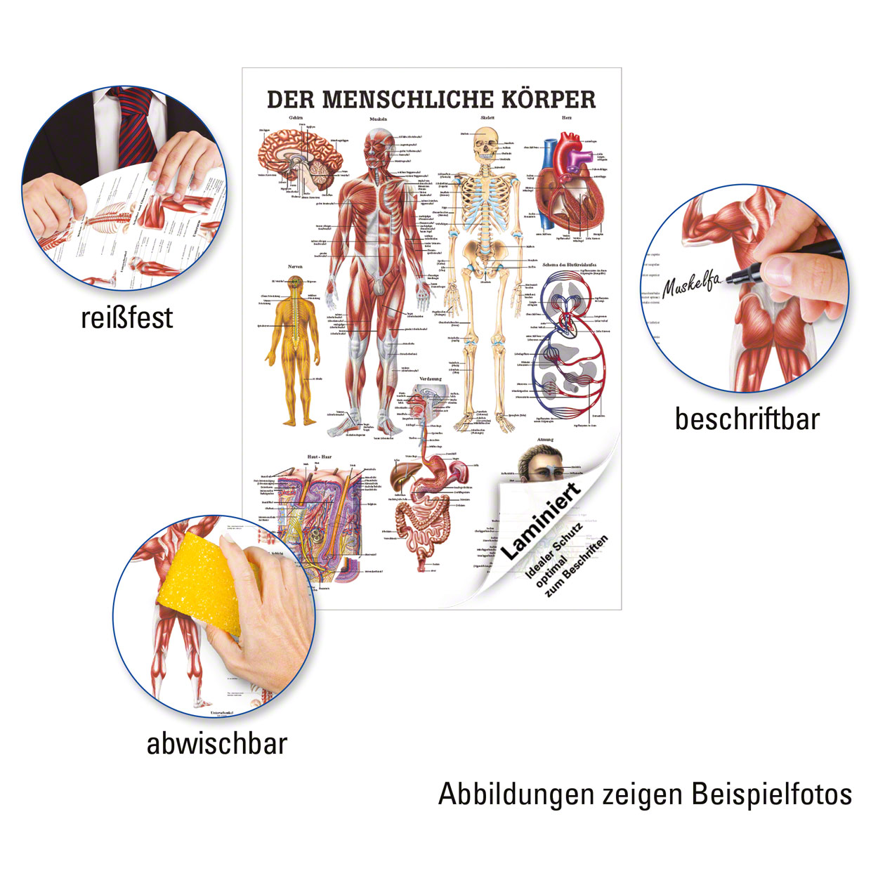 Muskelsystem Mini-Poster Anatomie 34x24 cm medizinische Lehrmittel