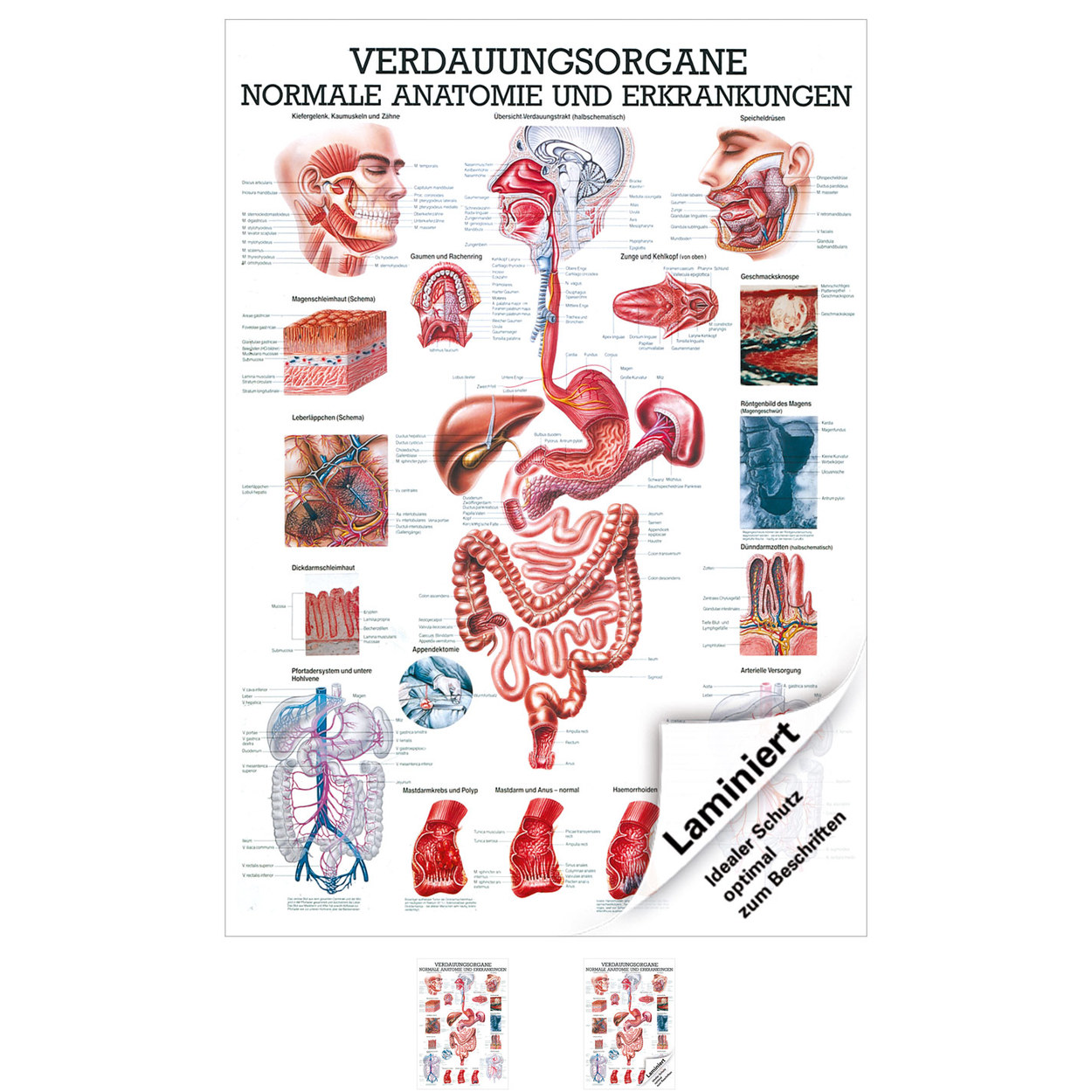 Verdauungsorgane Lehrtafel Anatomie 100x70 cm medizinische Lehrmittel