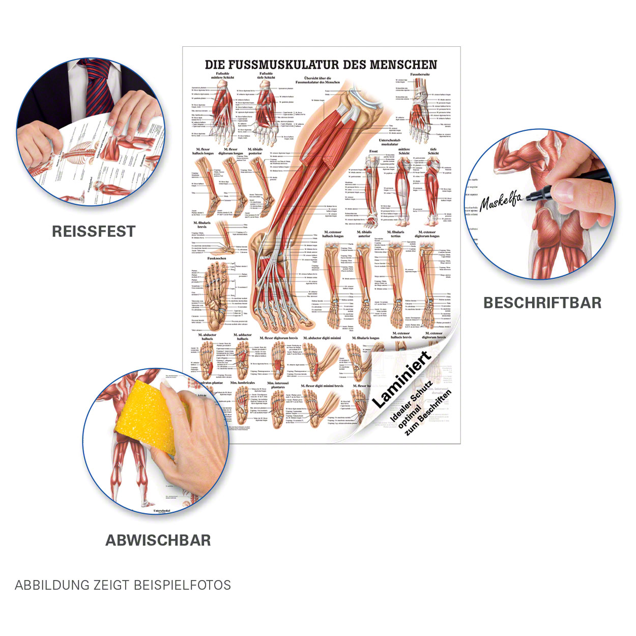 Sport-Tec Akupressur Mini-Poster Anatomie 34x24 Cm - Medizinisches Lehrmittel Für Akupunkturpunkte