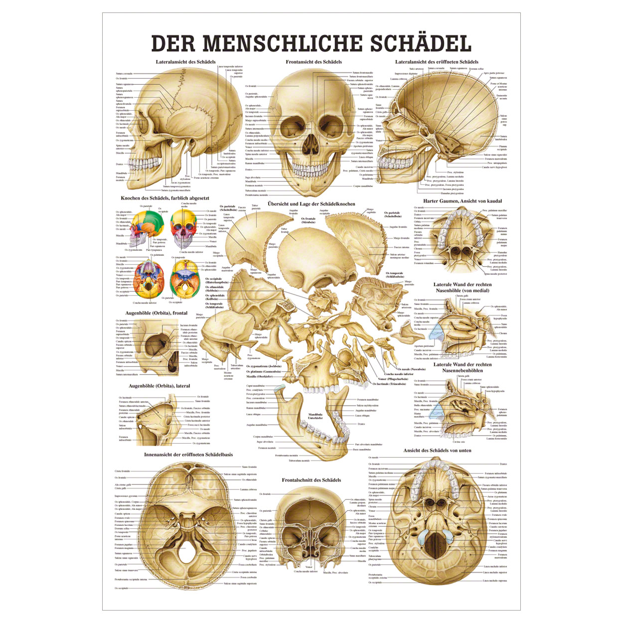 Mini Poster Anatomico Muscoli Spalla - 34x24 Cm - Didattico Per Body Building E Allenamento Forza