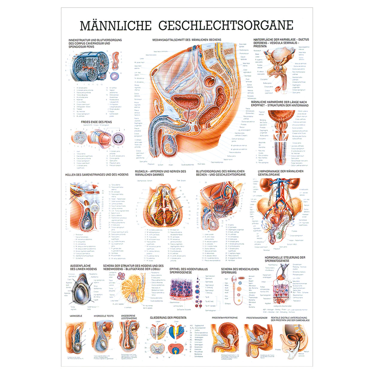 Männliche Geschlechtsorgane Lehrtafel Anatomie 100x70 cm medizinische ...
