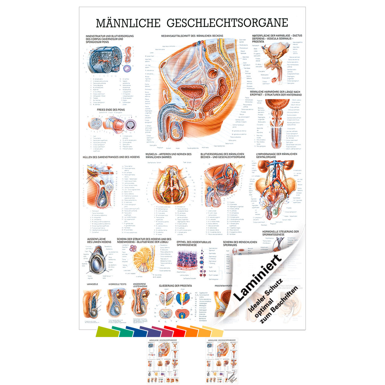 Männliche Geschlechtsorgane Lehrtafel Anatomie 100x70 cm medizinische Lehrmittel