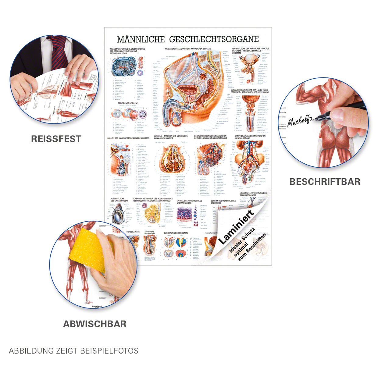 25048_LA_2 Die Weiblichen Geschlechtsorgane Arbeitsblatt Losungen Klett