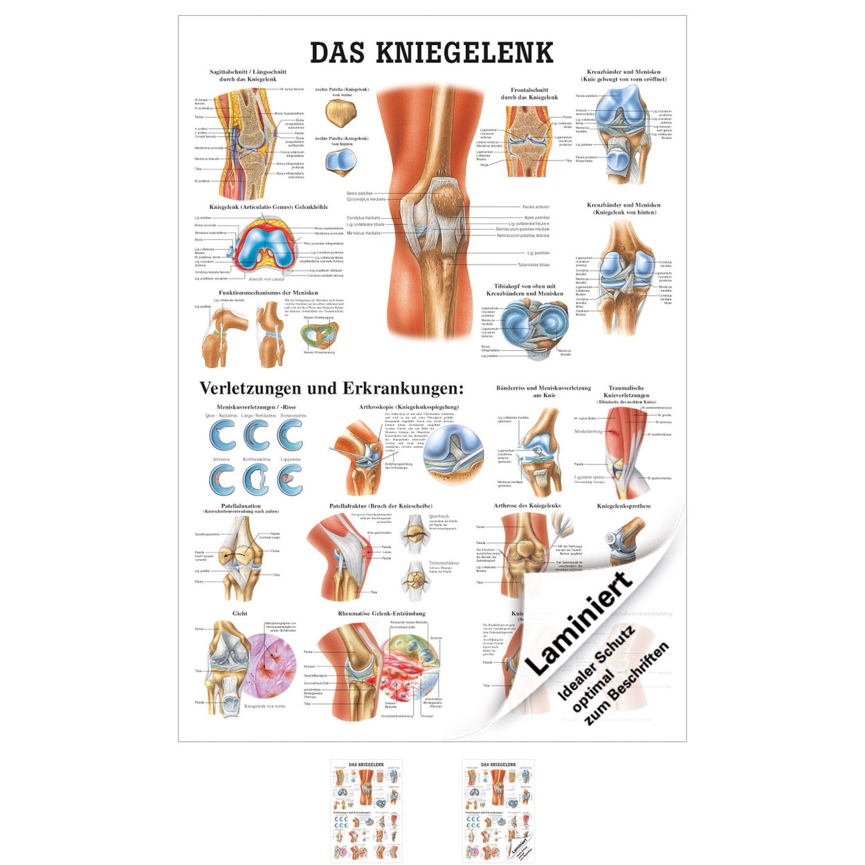 Das gehirn Lehrtafel Anatomie 100x70 cm