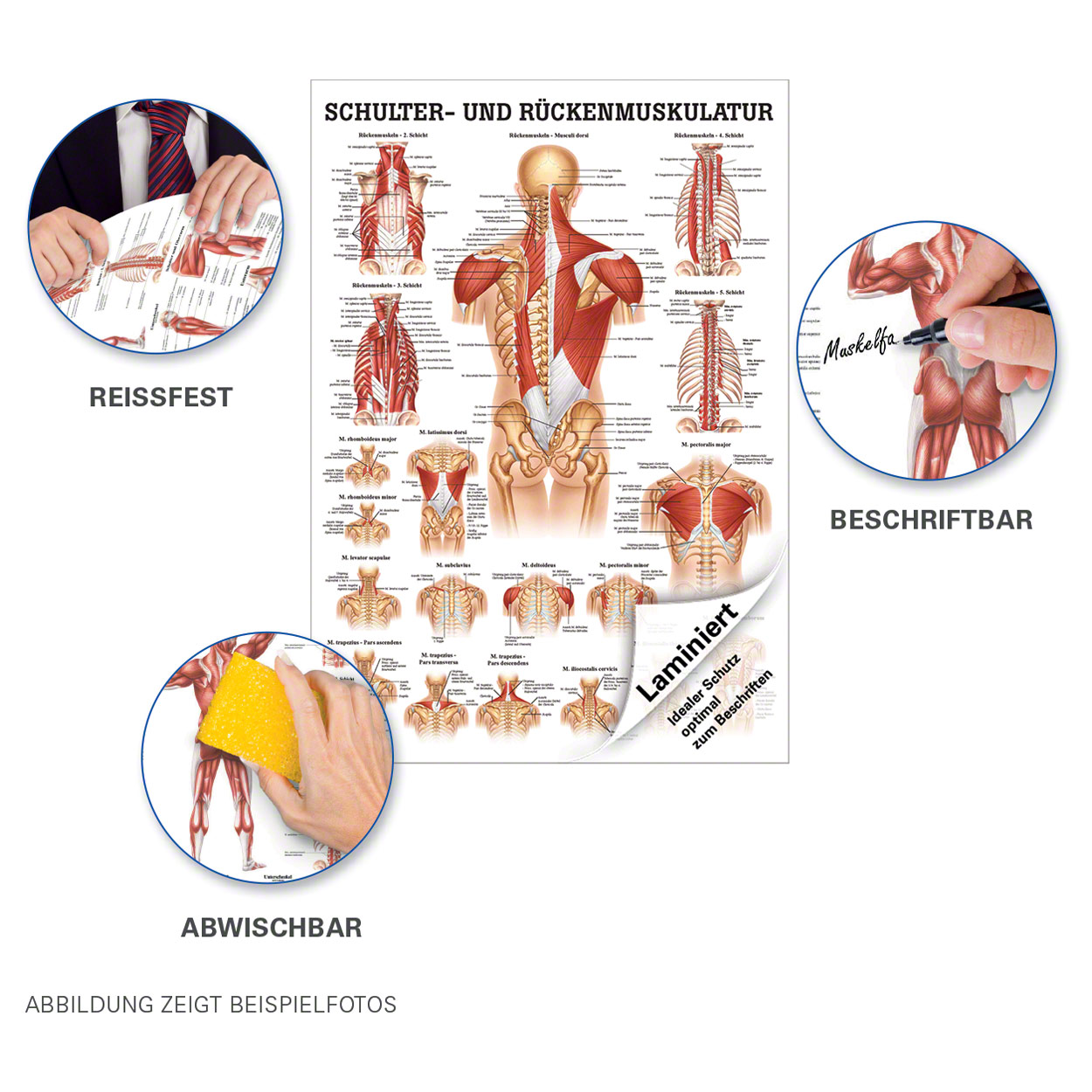 Schulter- und Rückenmuskulatur Mini-Poster Anatomie 34x24 cm med ...