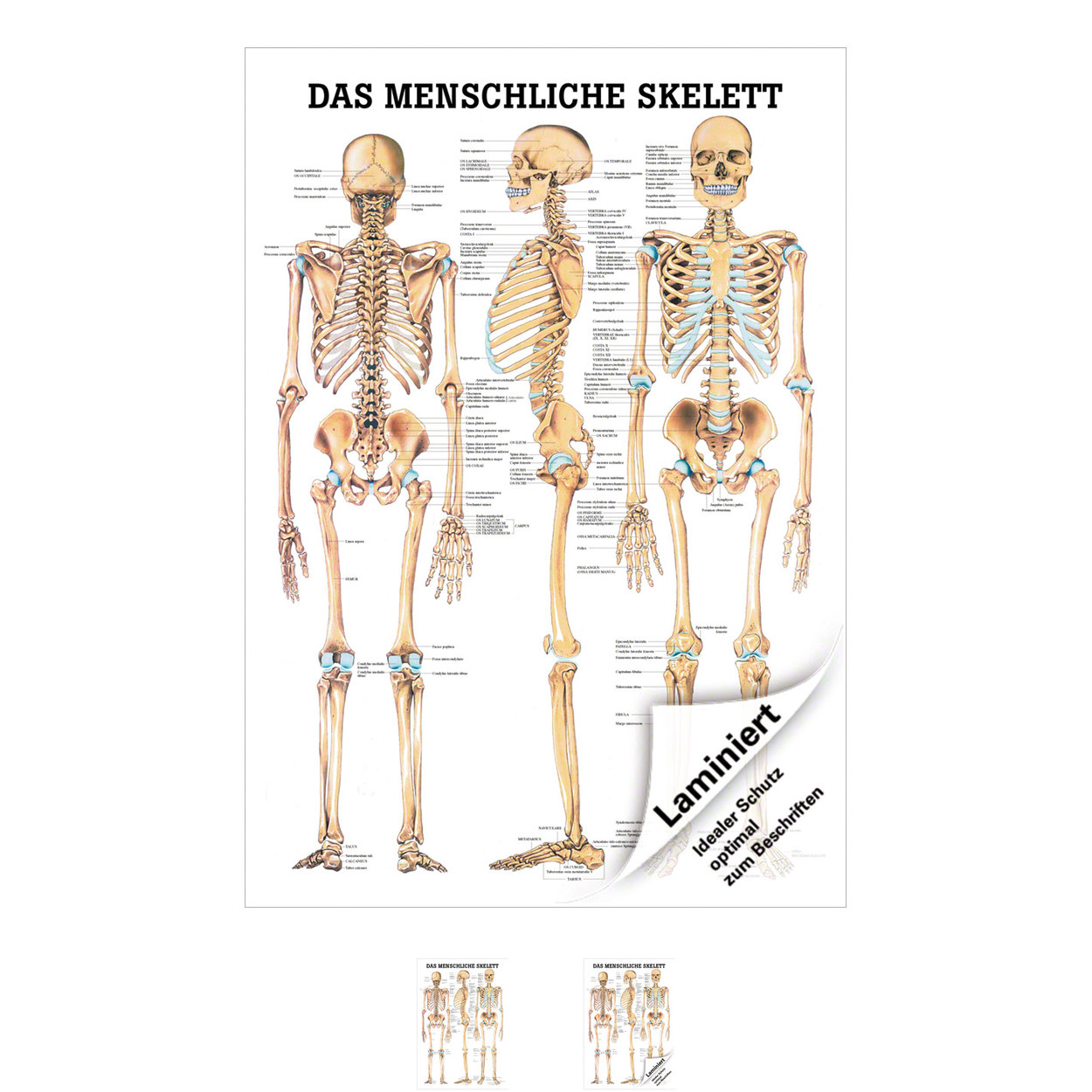 Das menschliche Skelett Mini-Poster Anatomie 34x24 cm ...
