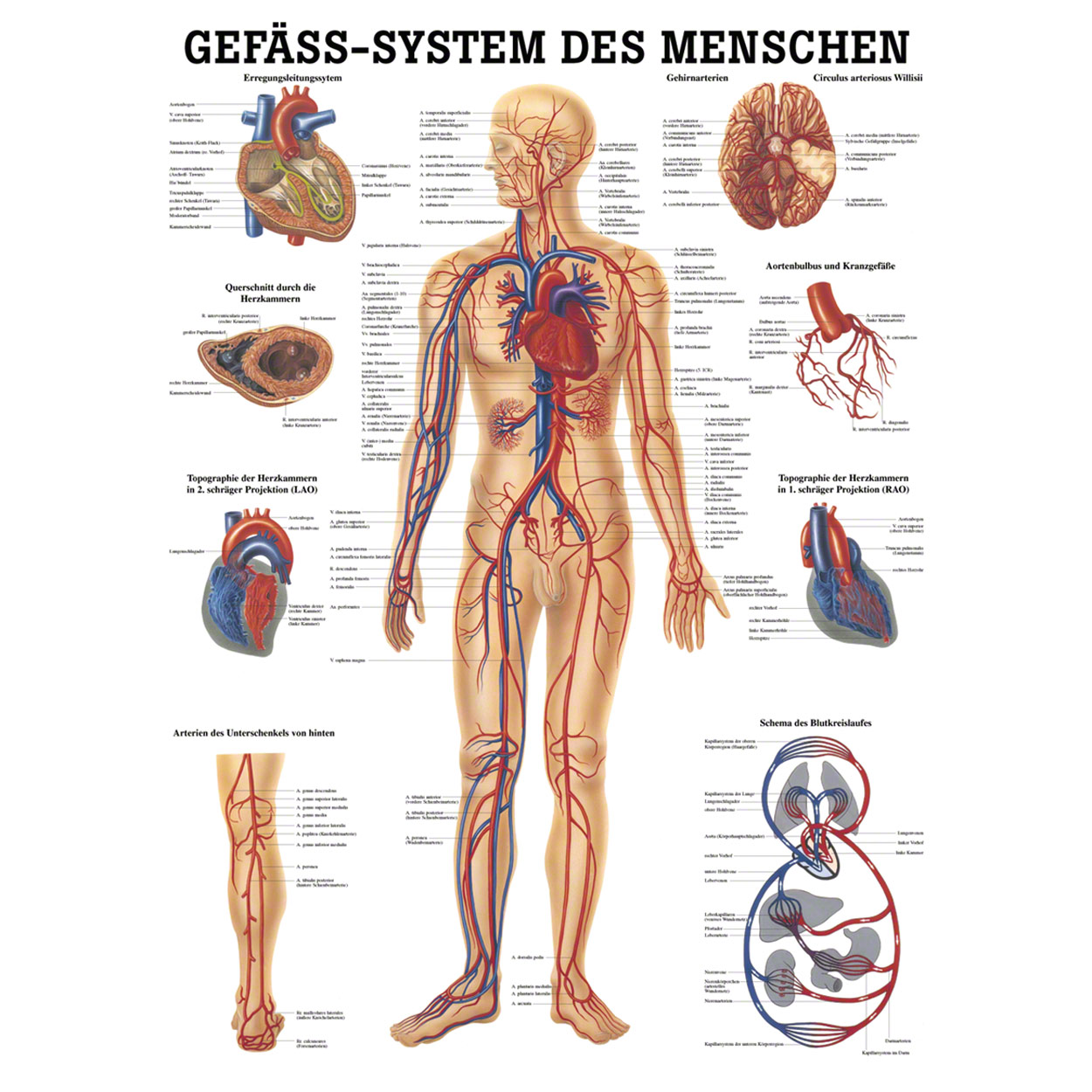 Gefäßsystem Mini-Poster Anatomie 34x24 cm medizinische Lehrmittel