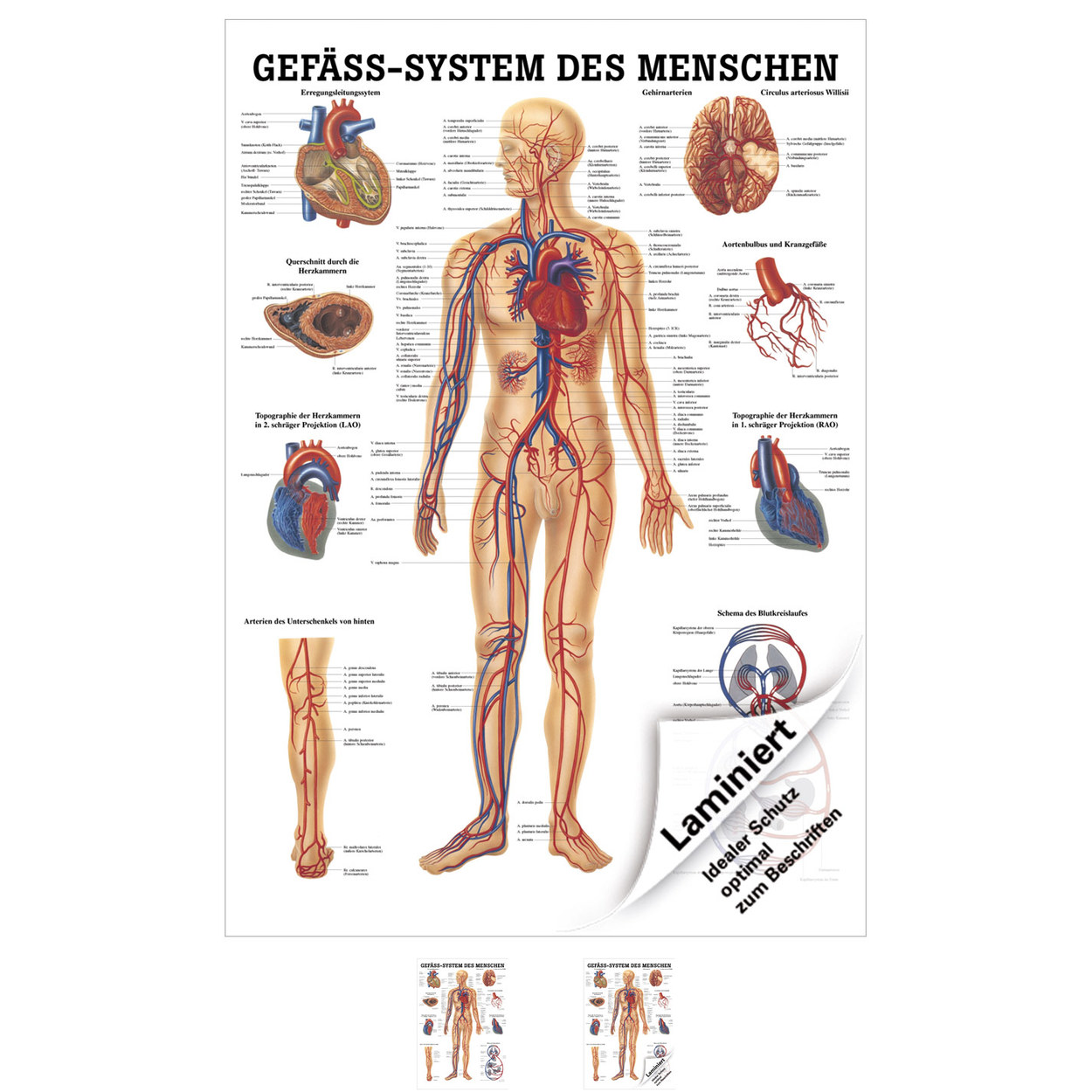 Gefäßsystem Mini-Poster Anatomie 34x24 cm medizinische Lehrmittel