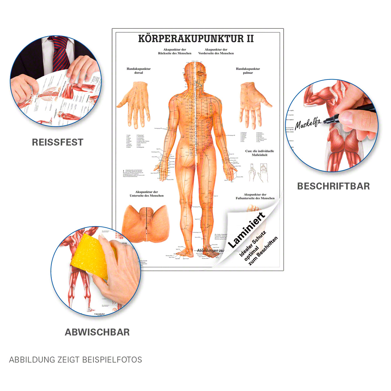 TRIGGERPUNKTE POSTER ANATOMIE 70x50 Cm Medizinische Lehrmittel EUR 25,95 - DE