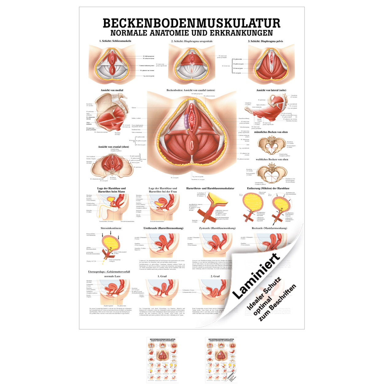 Beckenbodenmuskulatur Mini-Poster Anatomie 34x24 cm medizinische Lehrmittel