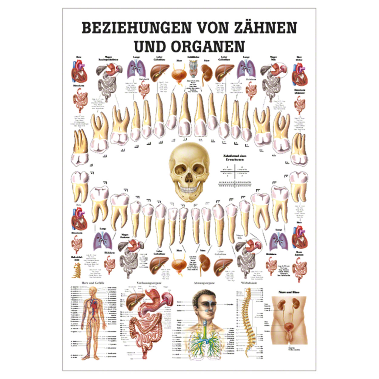 Beziehungen von Zähnen und Organen Lehrtafel Anatomie 100x70 cm med. Lehrmittel