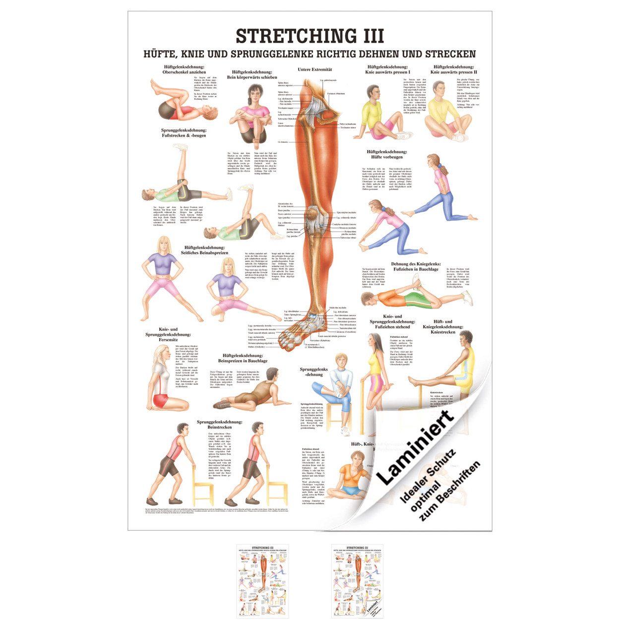 STRETCHING III MINIPOSTER Anatomie 34x24 cm medizinische Lehrmittel