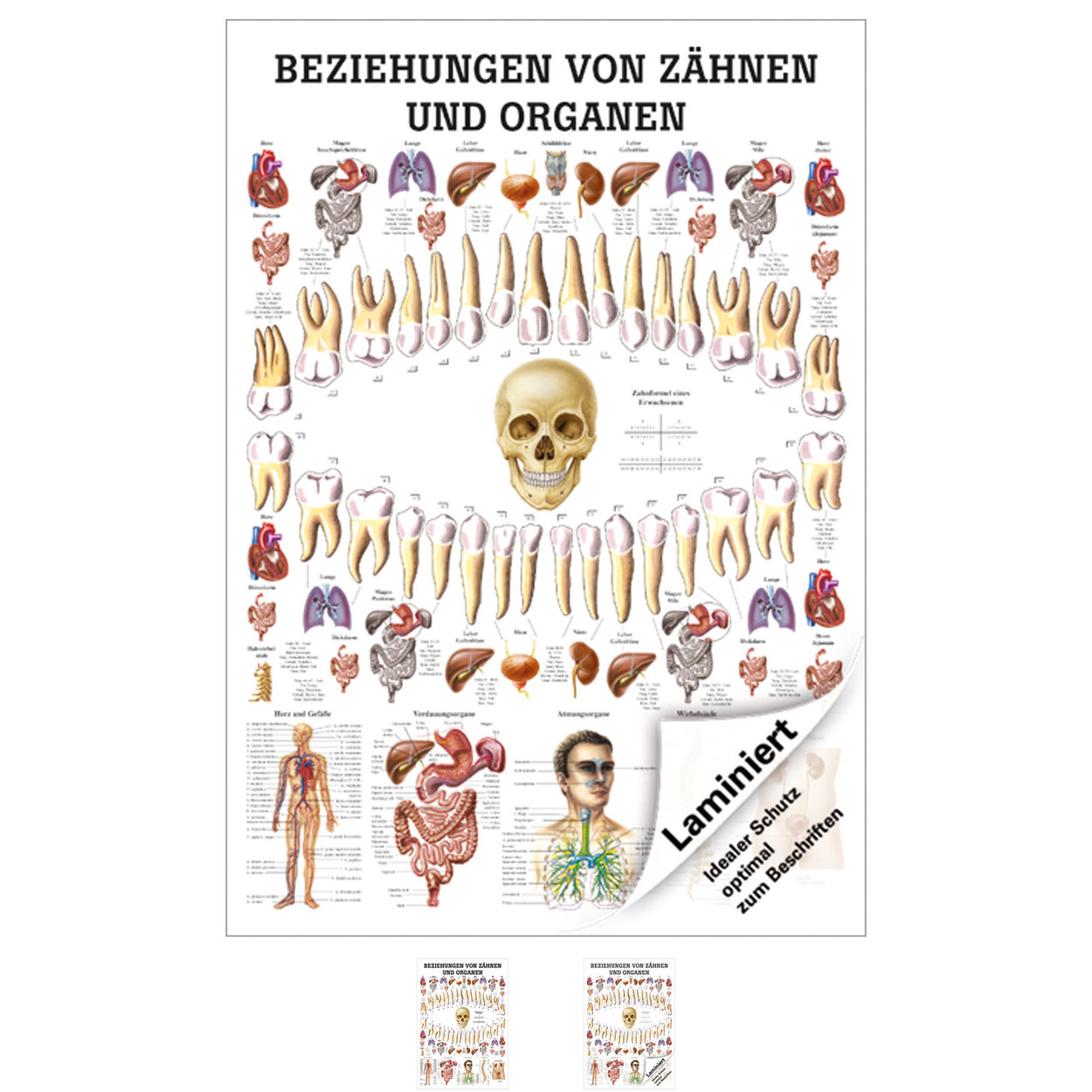 Beziehungen von Zähnen und Organen Mini-Poster Anatomie 34x24 cm med. Lehrmittel