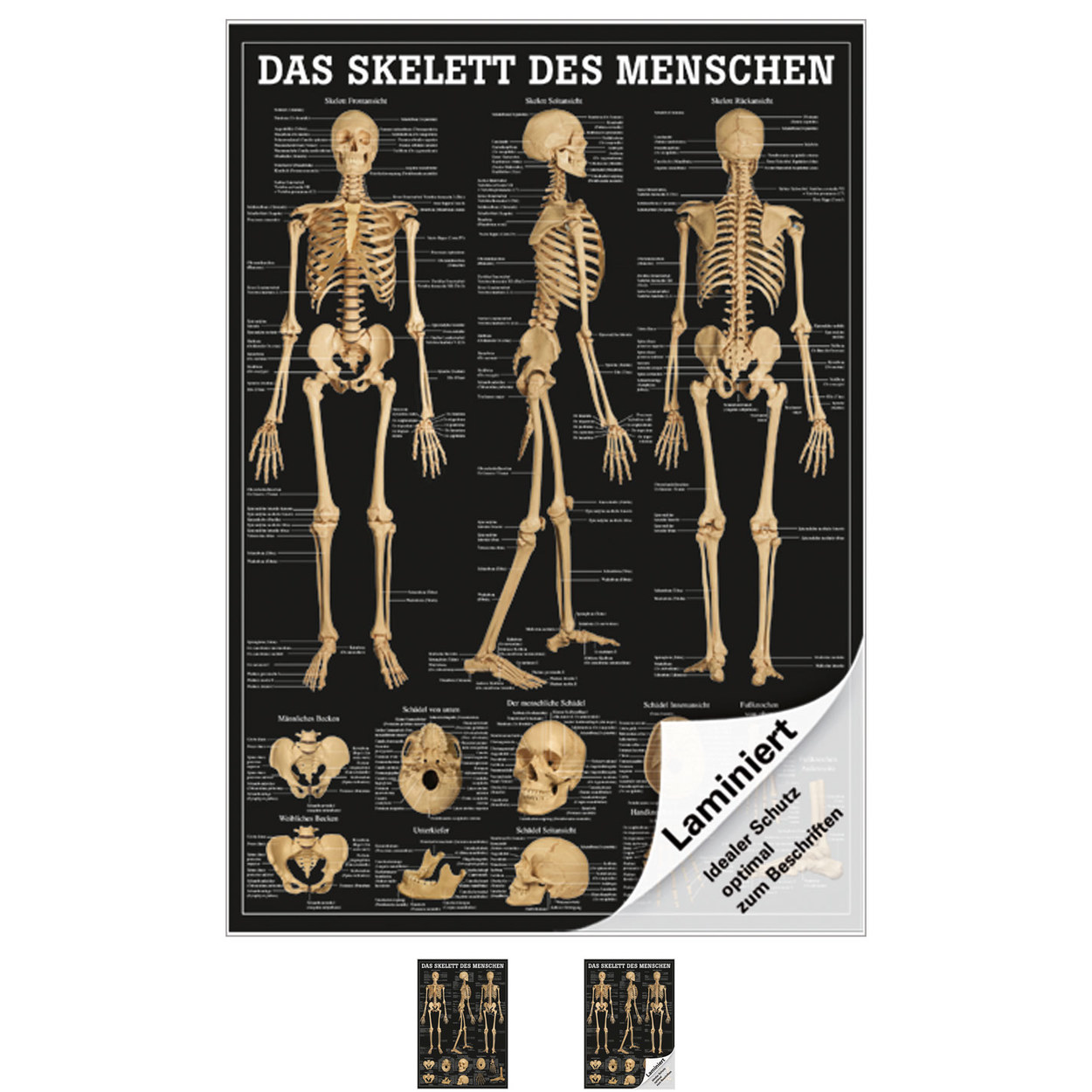 Das Skelett des Menschen Mini-Poster Anatomie 34x24 cm medizinische  Lehrmittel
