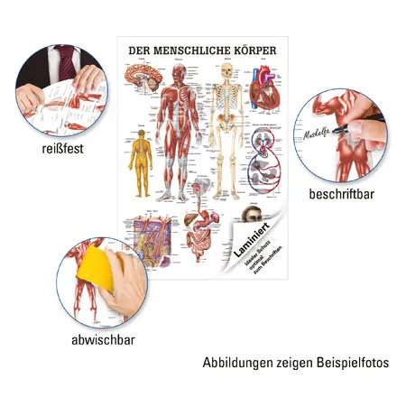 Lehrtafel Der menschliche Krper, LxB 100x70 cm
